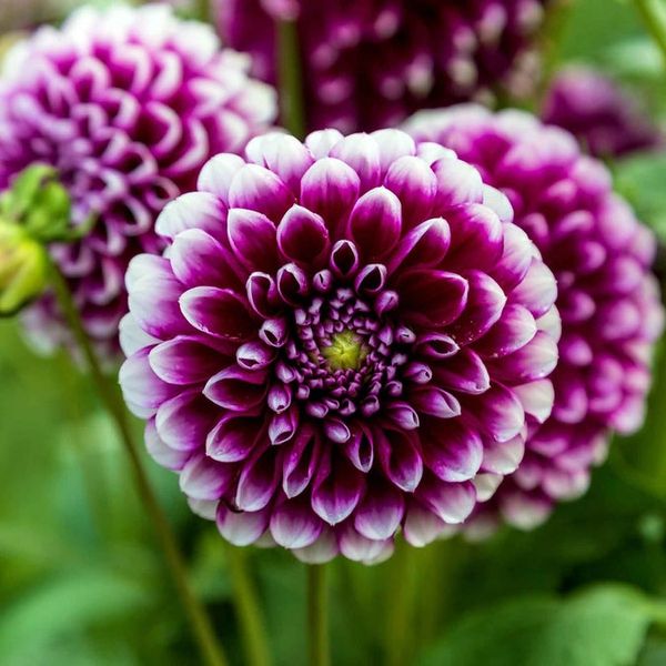 Eden Brothers Dahlia Tubers (Dinnerplate) - Mystery Day