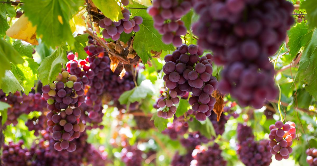 Harvard Has Secretly Become One of Southern California’s Biggest Grape