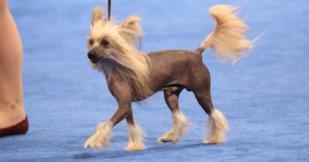 Chinese crested shop shampoo