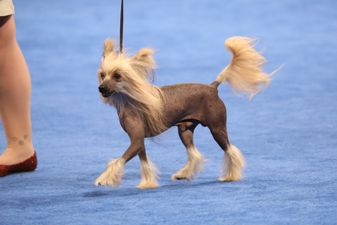 The National Dog Show Presented by Purina - 2016