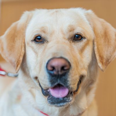 Yellow lab.