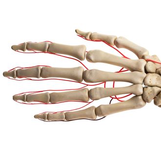 Human hand arteries, illustration