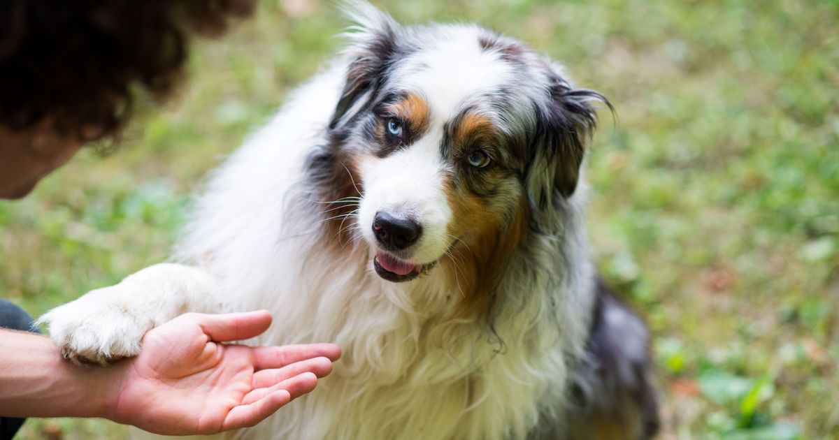 What It Means When a Dog Puts Their Paw on You