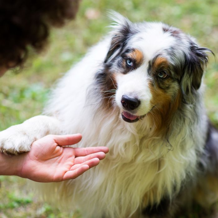 why do dogs grab your arm with their paw