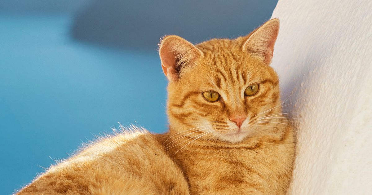 Job Listing at Cat Sanctuary on Greek Island