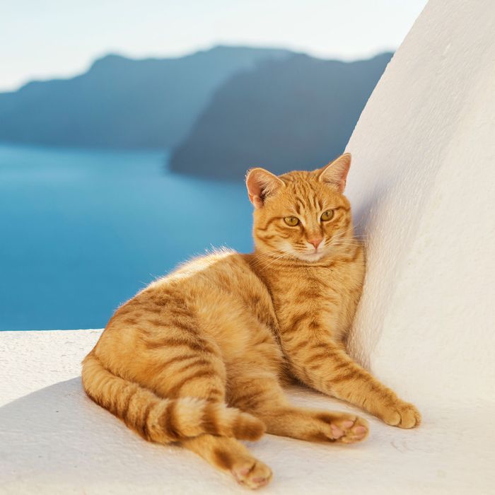Cat on Greek Island.