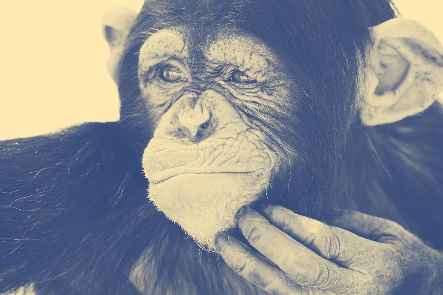 Animals Are Smarter Than Humans Think -- Science of Us