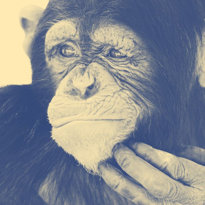 Animals Are Smarter Than Humans Think -- Science of Us