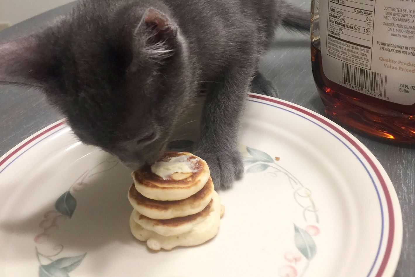 Man Makes Tiny Pancakes For Girlfriend S Kitten