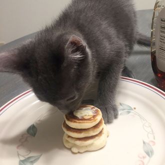 Kitty pancakes outlet