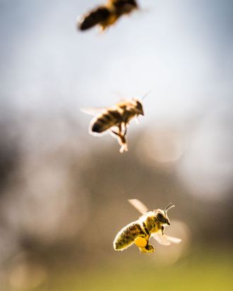 Bee Pollen Anti-Aging Effects Explained?