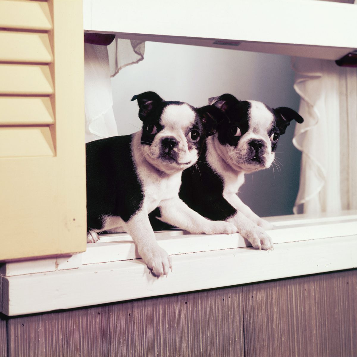 best separation anxiety meds for dogs