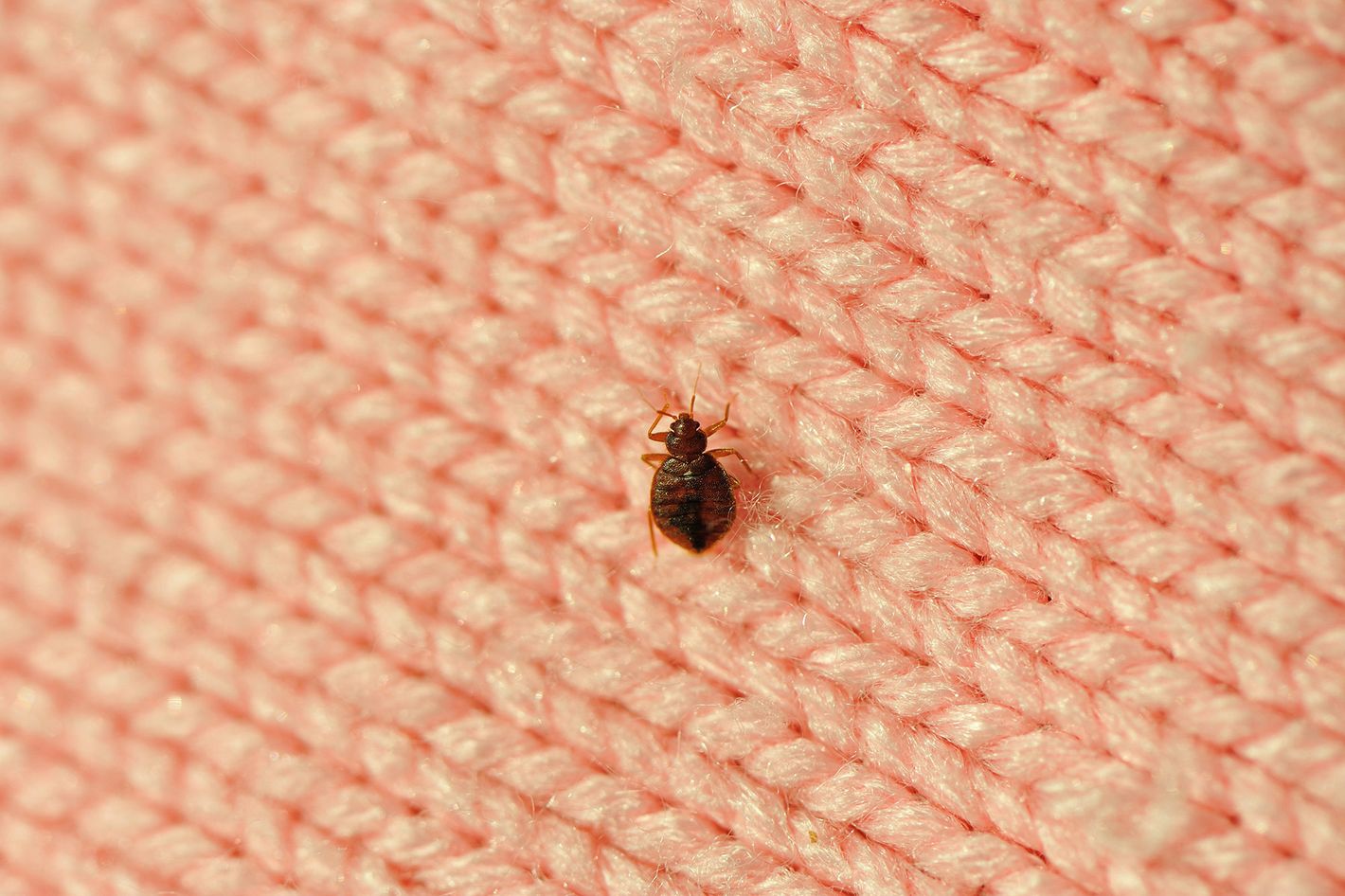 Bedbugs bite: Bedbugs are attracted to dirty clothes