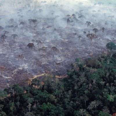 Aerial view of Amazon rainforest burning, farm management with deforestation.