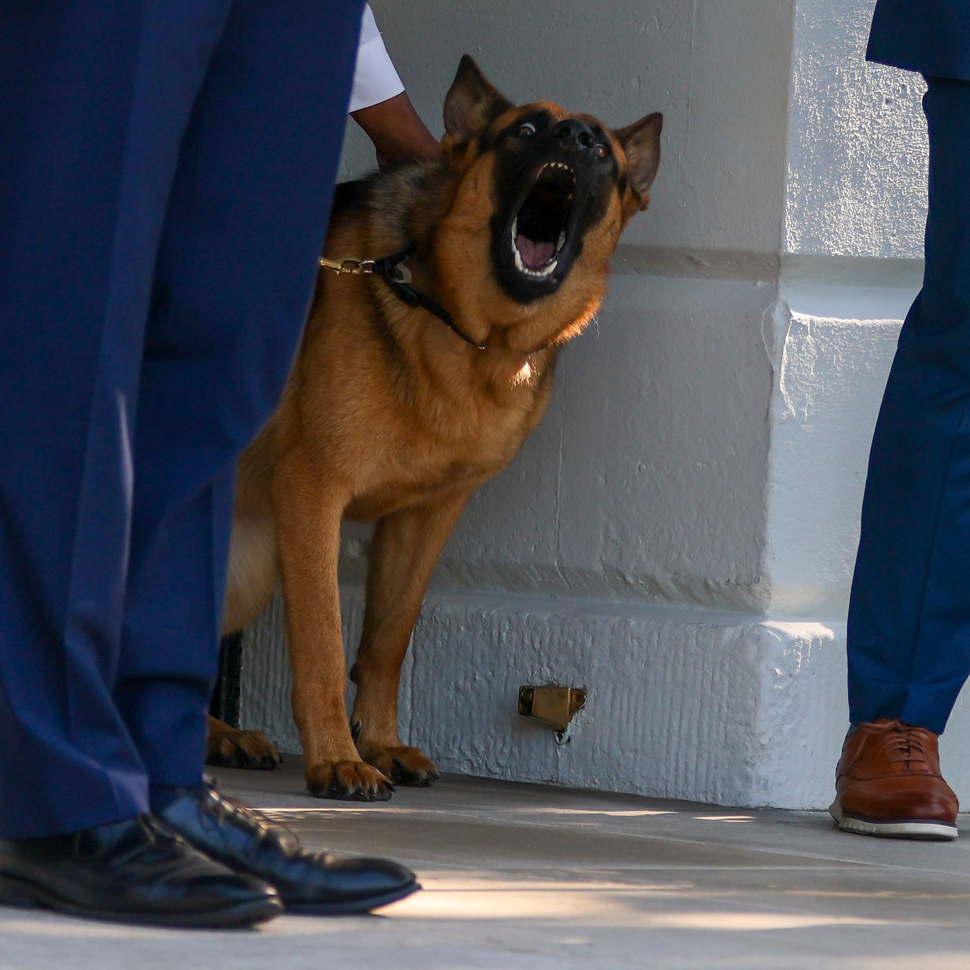 Dog bites clearance man treatment