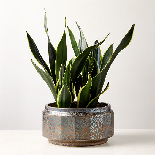 CB2 Miramar Paneled Dark Brown Ceramic Planter With Reactive Glaze