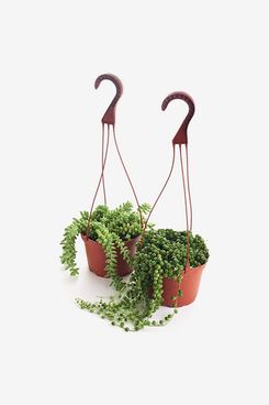 Shop Succulents 2 PK-6 Hand Selected String of Pearls & Burrito Sedum Variety Hanging Collection