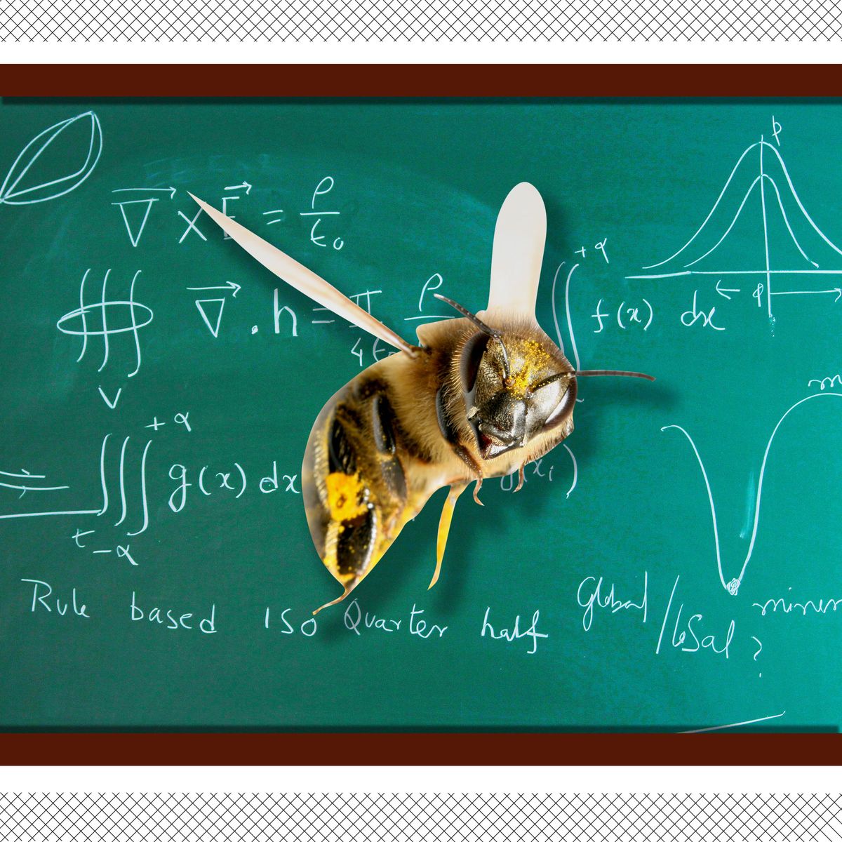 Honeybees Can Be Trained To Do Basic Math Study Finds