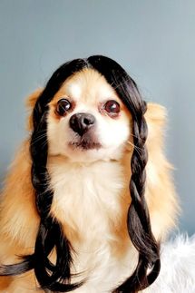 ElegantPet1 Addams Family Braided Dog Wig
