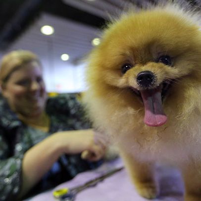 Michelle Ridenour, of Novi, Michigan, grooms Tigger, a 3-year-old Pomeranian, during the 137th Westminster Kennel Club dog show, Monday, Feb. 11, 2013 in New York.