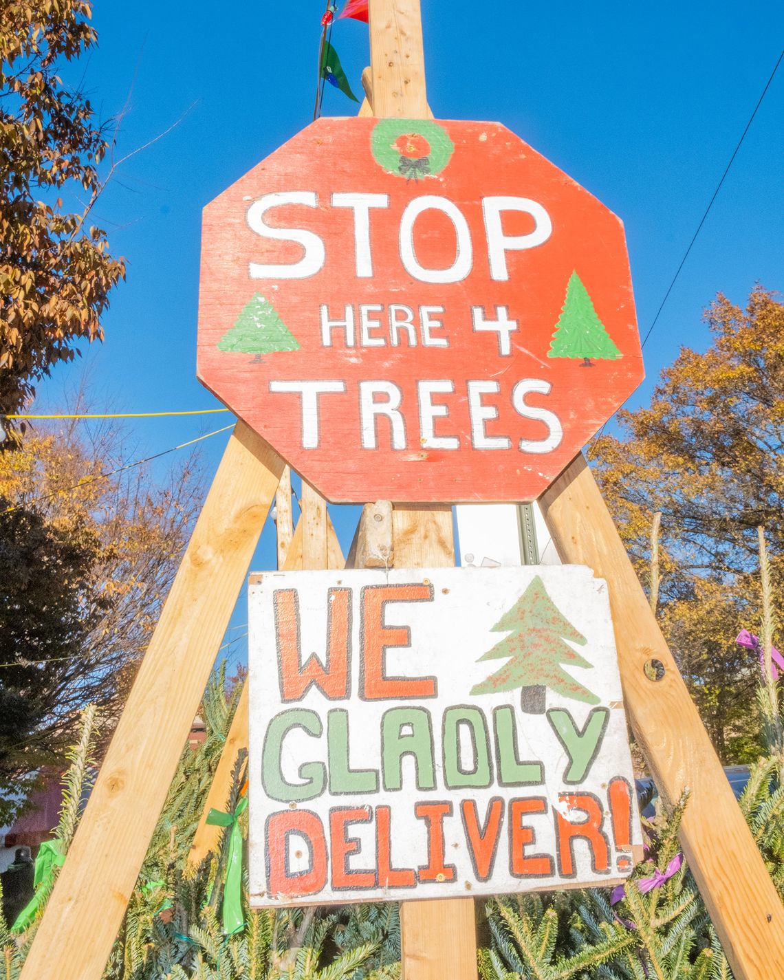 Secrets of the Christmas Tree Trade