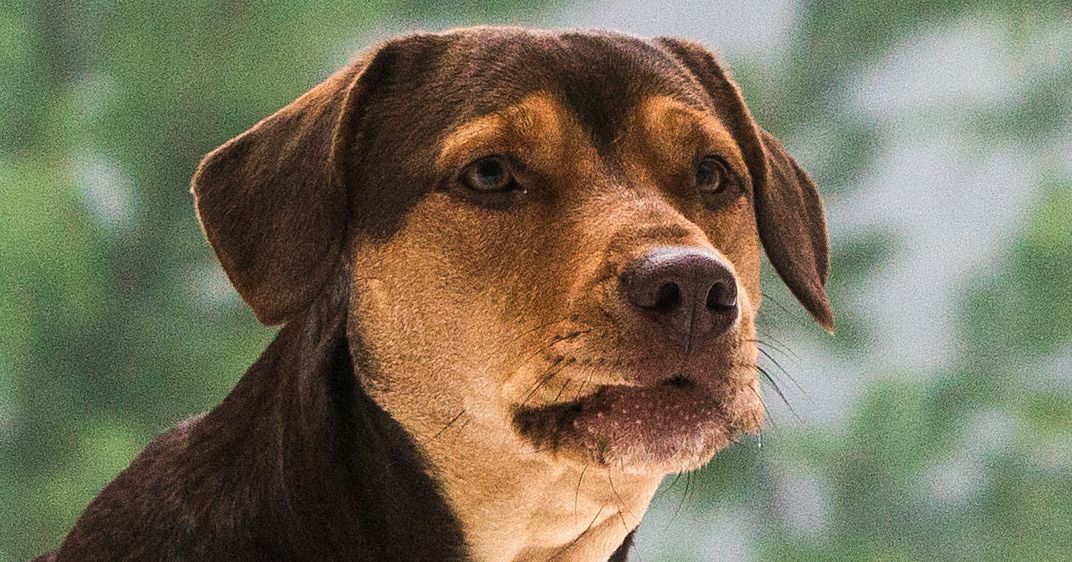 How Torturous Is ‘A Dog’s Way Home’ for Animal Lovers?