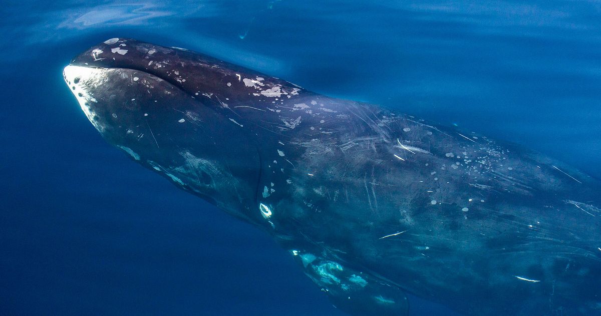 Finally: Here’s the Skin-Care Routine of a Bowhead Whale