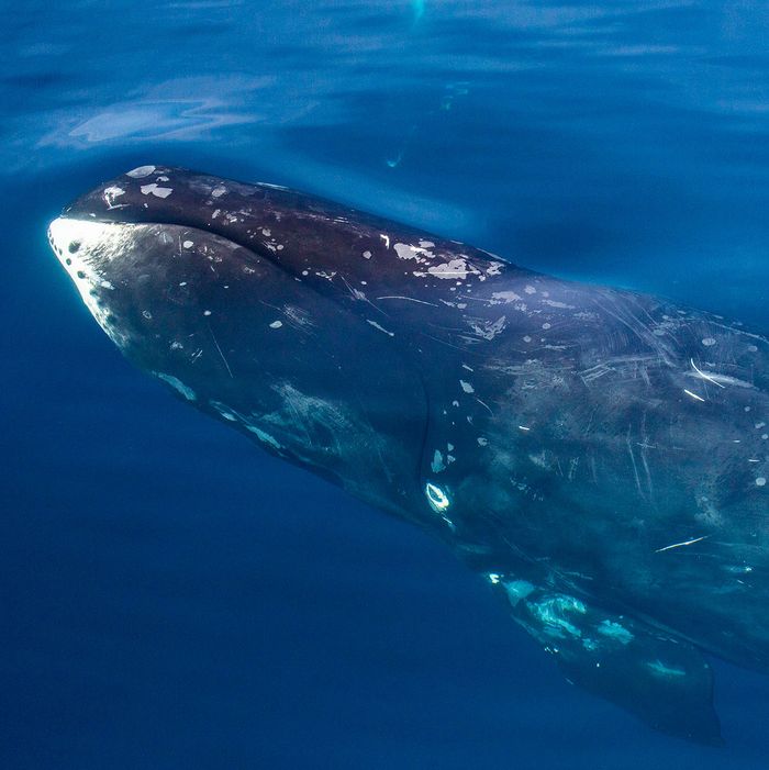 Finally: Here’s the Skin-Care Routine of a Bowhead Whale