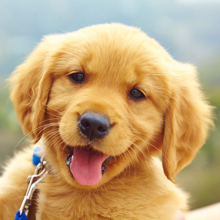 Puppies Like It Better When You Speak To Them In Baby Talk Science Of Us