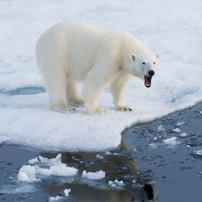 Chlamydia Discovered In Arctic Ocean Deep Sea Sediment