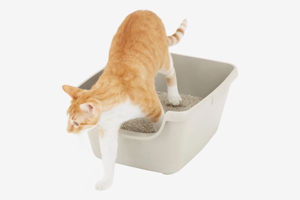 9 Best Litter Boxes For Cats 2019 The Strategist New York Magazine