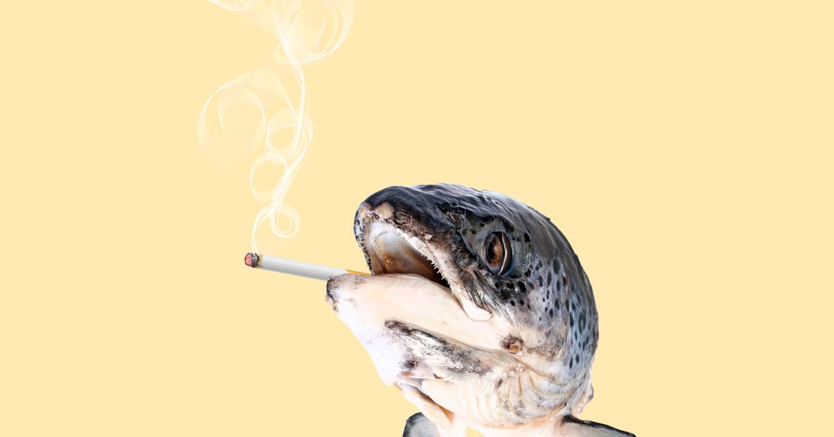RottenFish Smell Helps Smokers Crave Fewer Cigarettes