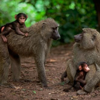 Olive Baboon Mothers and Infants
