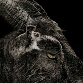 Goat From 'The Witch' Also Appears in 'It Comes at Night
