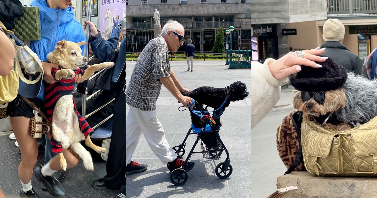 Debate Over Dog Access in New York City Public Spaces Intensifies