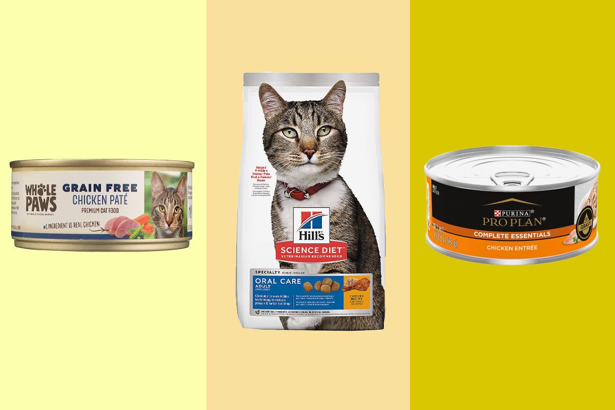 What Can I Give a Stray Cat to Eat: Essential Food Options