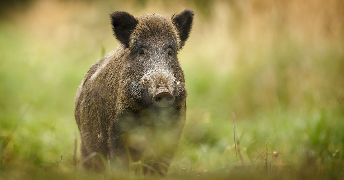 European Cities Fight Back Against Wild-Boar Infestations