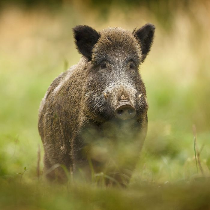 European Cities Fight Back Against Wild-Boar Infestations