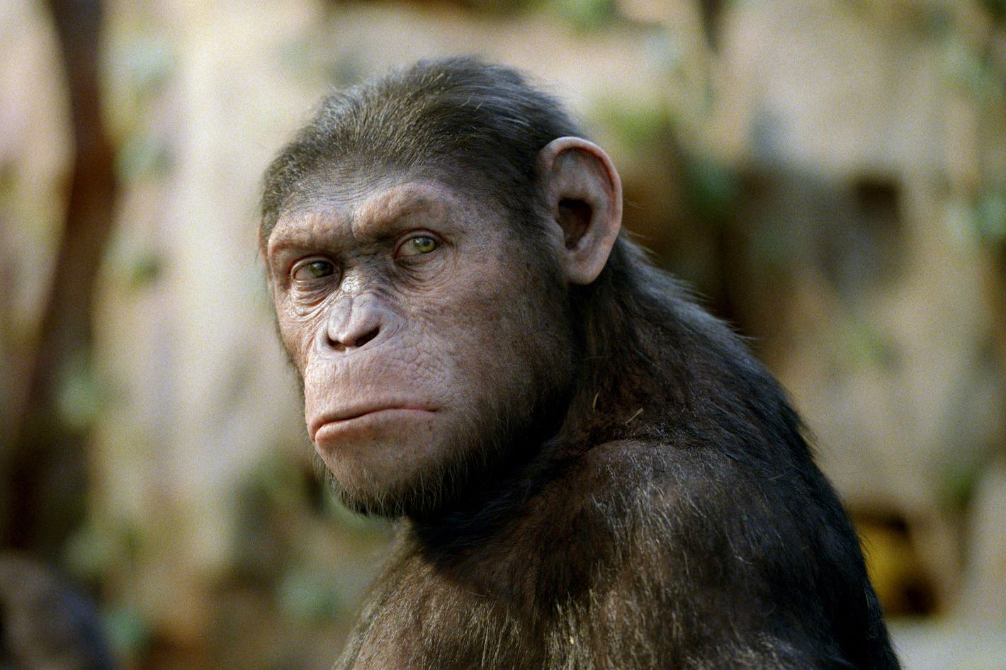 Can Rise Of The Planet Of The Apes Birth A Catchphrase can-rise-of-the-planet-of-the-apes-birth-a-catchphrase
