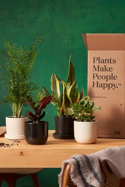 The Sill Plant of the Month Club