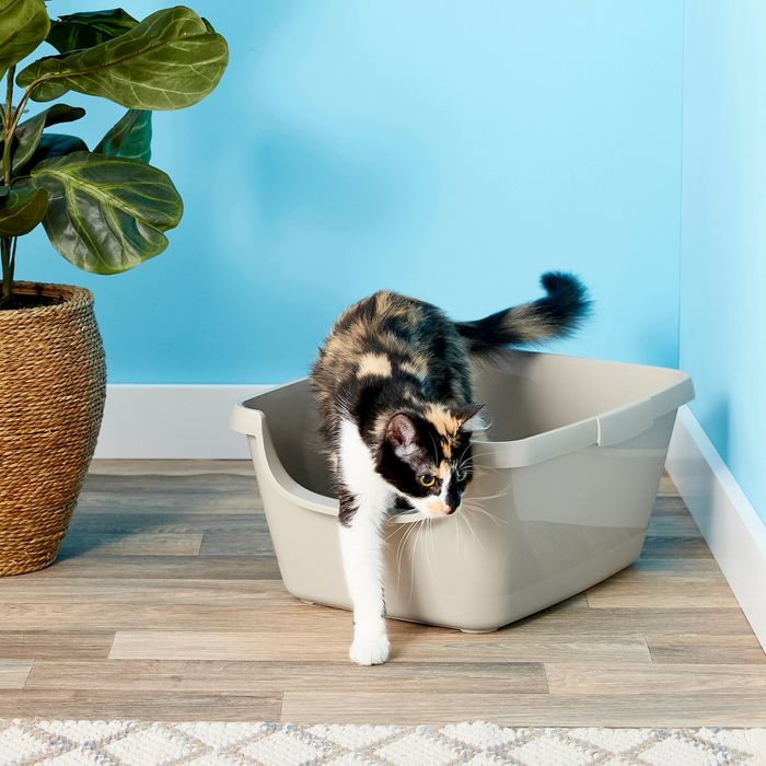 9 Best Litter Boxes for Cats 2019 The Strategist New York Magazine