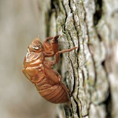 Cicadas.