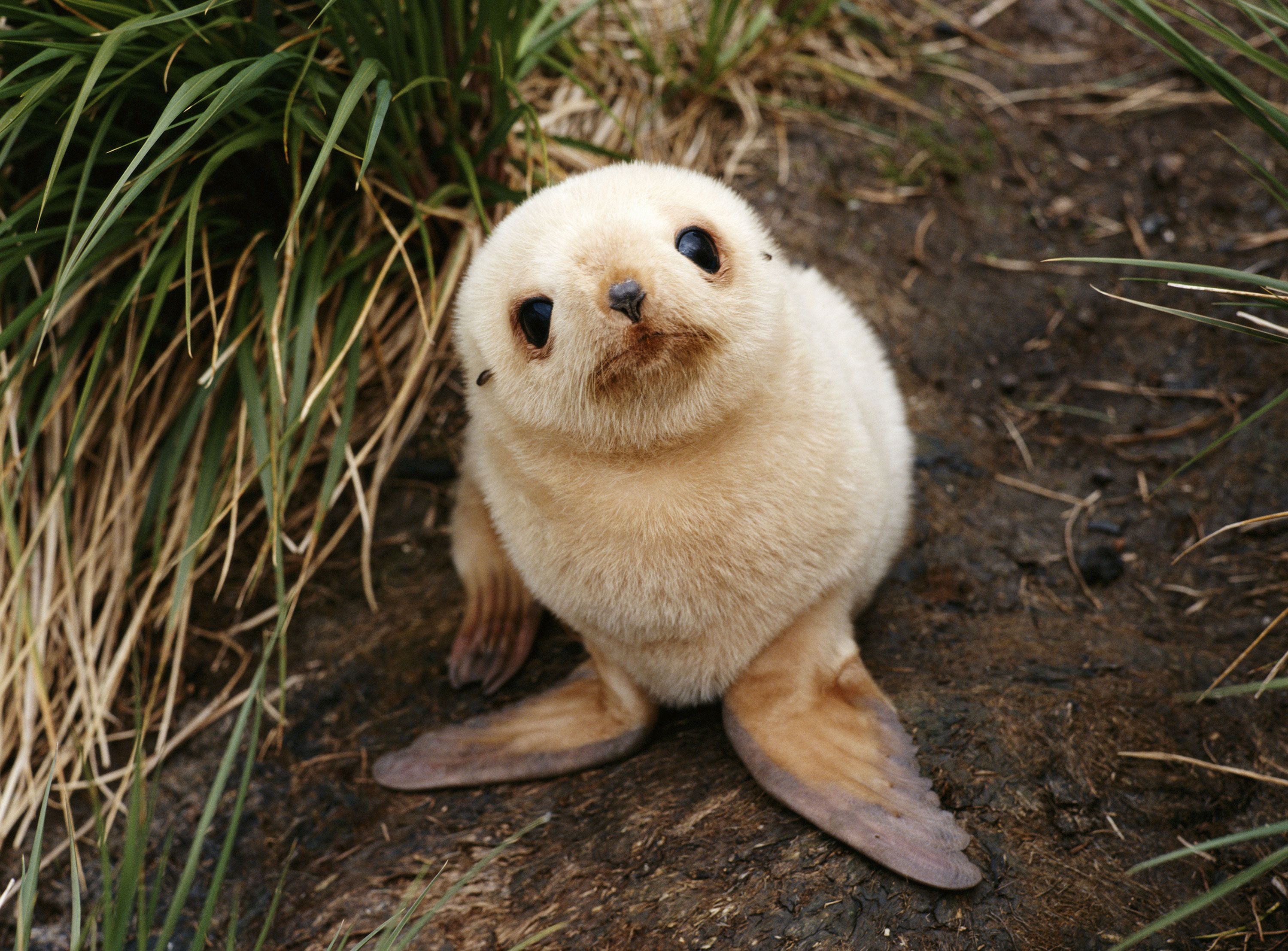 Seal Pick Sex - Cute Aggression: Why I Want to Smoosh This Sweet Baby Seal