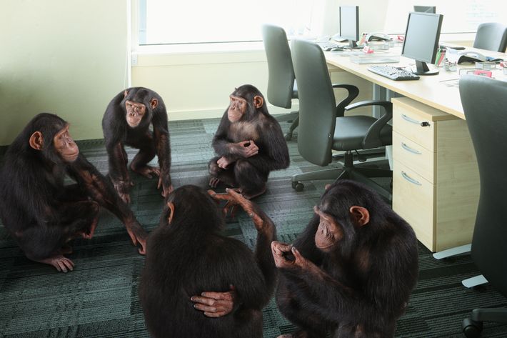 b6509ed4869b7c824ea268a7f97099cf53-12-monkey-office.h473.w710.jpg