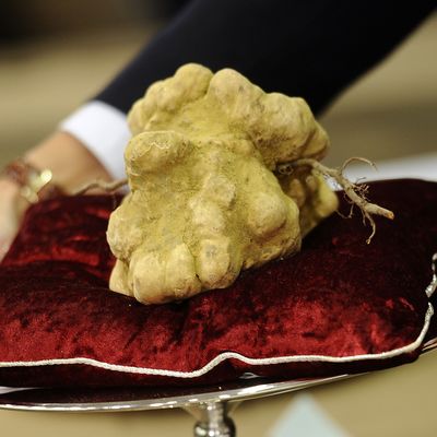 A humongous Italian truffle in Alba.