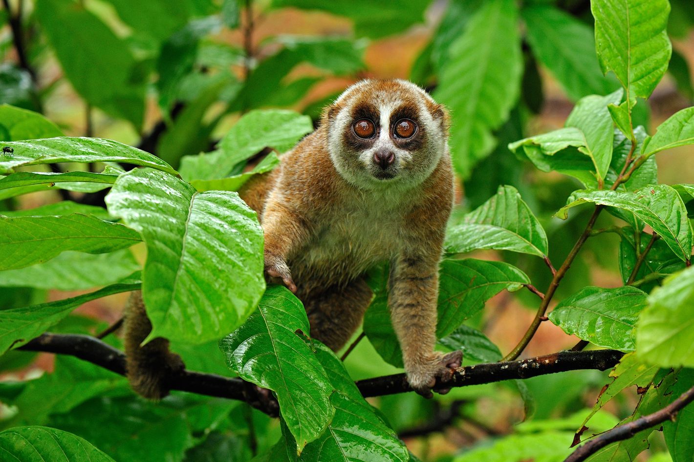 loris monkey