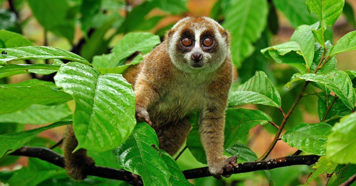 The Slow Loris Is You at Happy Hour -- Science of Us