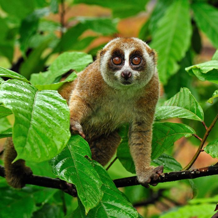 slow loris cuddly toy