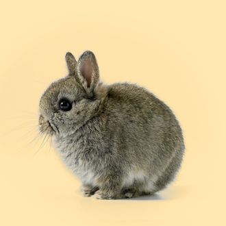 Baby rabbit, close-up --- Image by ? 2/Digital Zoo/Ocean/Corbis