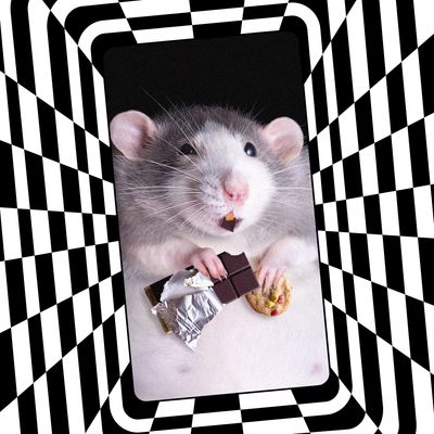 Love And Health As A Mouse Trap Valentine Rat Sweet Photo